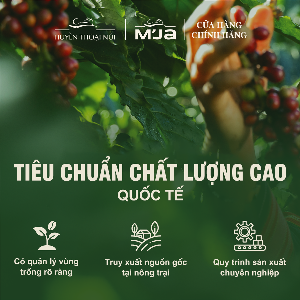Cà Phê Đặc Sản Cao Cấp Specialty M’JA - 100% Arabica Coffee - Đạt chuẩn SCA 80+ - Hạt Tuyển Chọn - Rang vừa - Túi 250g (Hạt) 9 POST 14