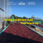 [Selected Coffee Beans] Cà Phê Đặc Sản Dạng Viên Nén Cao Cấp Fine Robusta M'JA - Đạt chuẩn SCA 80+ - Hạt Tuyển Chọn - 100% Robusta - Hộp 60g - Ảnh 5
