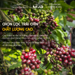 [Premium] Set Cà Phê Chất Lượng Cao 100% Arabica Natural MJA - Rang Mộc Nguyên Chất Cao Cấp - 95% Trái Chín - Hộp 150g - Ảnh 5