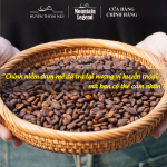 Cà Phê Chồn Arabica Mountain Legend (Arabica Weasel Coffee) 250g (Hạt/Bột) - Vị Ngọt Béo Tự Nhiên, Hương Hoa, Hậu Ngọt Sạch - Ảnh 4