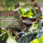 Cà Phê Chồn Arabica Mountain Legend (Arabica Weasel Coffee) 250g (Hạt/Bột) - Vị Ngọt Béo Tự Nhiên, Hương Hoa, Hậu Ngọt Sạch - Ảnh 5