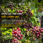 Cà Phê Đặc Sản Cao Cấp Specialty M’JA - 100% Arabica Coffee - Đạt chuẩn SCA 80+ - Hạt Tuyển Chọn - Rang vừa - Túi 250g (Hạt) - Ảnh 6