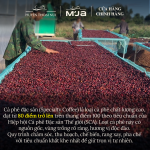 Cà Phê Đặc Sản Cao Cấp Specialty M’JA - 100% Arabica Coffee - Đạt chuẩn SCA 80+ - Hạt Tuyển Chọn - Rang vừa - Túi 250g (Hạt) - Ảnh 7