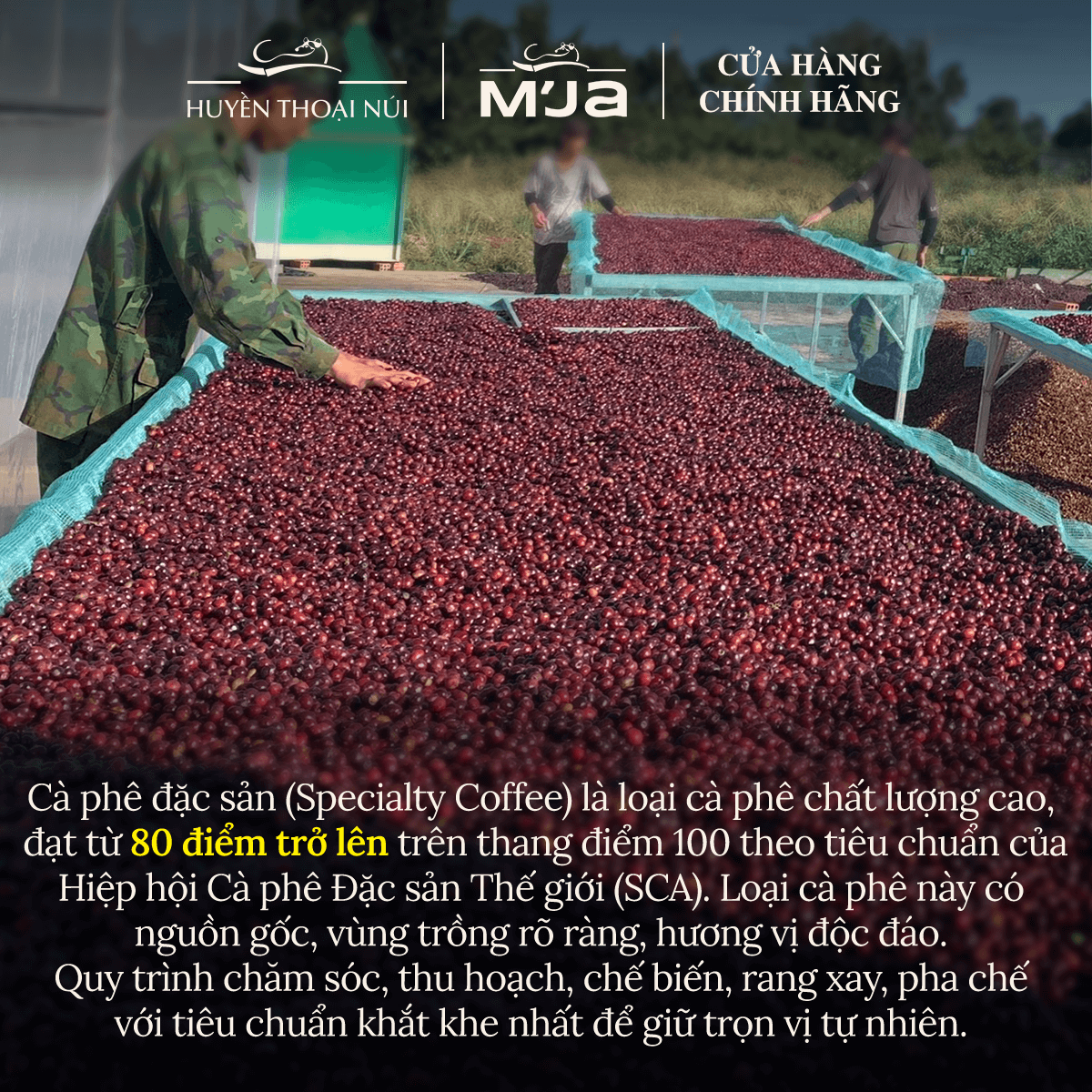 Cà Phê Đặc Sản Dạng Viên Nén Cao Cấp Fine Robusta M'JA - Đạt chuẩn SCA 80+ - Hạt Tuyển Chọn - 100% Robusta - Hộp 60g 1 POST 61