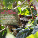 Cà Phê Chồn Hòa Tan 3 in 1 Mountain Legend – Hộp 160 g – 5% Cà Phê Chồn Rang Xay Mịn - Ảnh 9