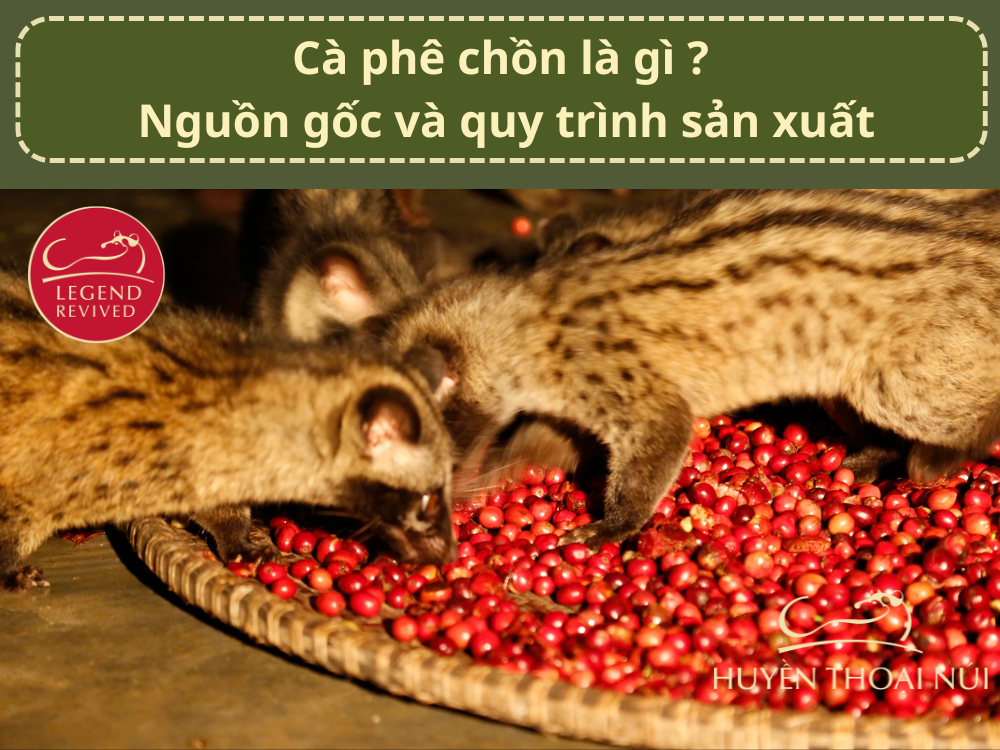 Cà phê chồn là gì